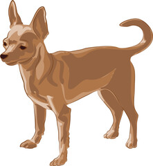 Chihuahua dog color illustration. Chihuahua clipart. 
Chihuahua vector graphic on transparent background, dog vector.
