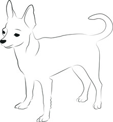 Chihuahua dog illustration. Chihuahua lineart black and white vector illustration. 
Chihuahua vector graphic on transparent background, dog vector
