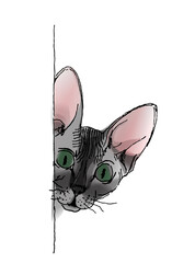 The cat looks out from behind the wall. The sketch is watercolor. Vector illustration.
