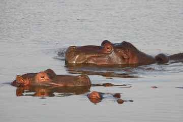 Fototapeta premium Flußpferd / Hippopotamus / Hippopotamus amphibius