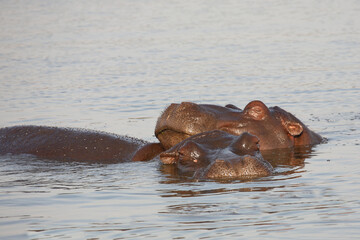 Flußpferd / Hippopotamus / Hippopotamus amphibius