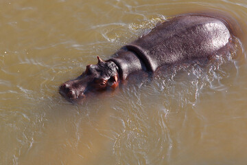 Fototapeta premium Flußpferd / Hippopotamus / Hippopotamus amphibius