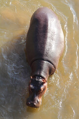 Flußpferd / Hippopotamus / Hippopotamus amphibius