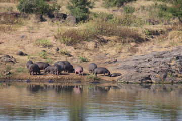 Flußpferd / Hippopotamus / Hippopotamus amphibius.