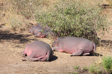 Flußpferd / Hippopotamus / Hippopotamus amphibius.