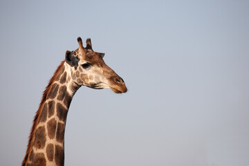 Giraffe / Giraffe / Giraffa camelopardalis