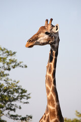 Giraffe / Giraffe / Giraffa camelopardalis
