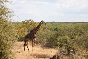 Giraffe / Giraffe / Giraffa camelopardalis