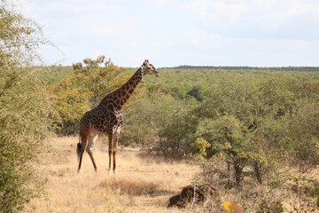 Giraffe / Giraffe / Giraffa camelopardalis