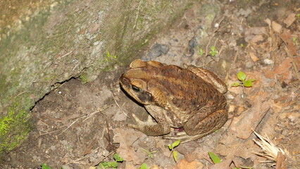 Big toad at night, on a farm in the Intag Valley, outside of Apuela, Ecuador