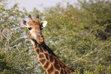 Giraffe / Giraffe / Giraffa camelopardalis