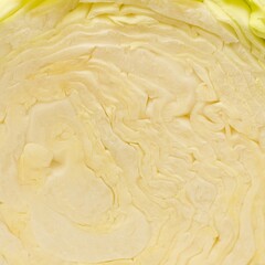 Cabbage