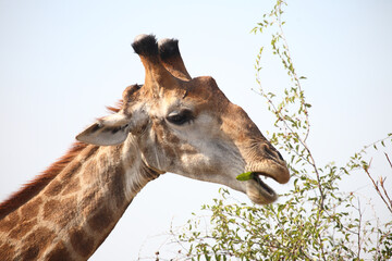 Giraffe / Giraffe / Giraffa camelopardalis