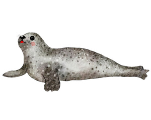 Watercolor sea lion. Underwater animal illustration with transparent background