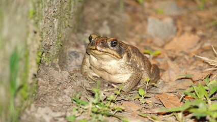 Big toad at night, on a farm in the Intag Valley, outside of Apuela, Ecuador