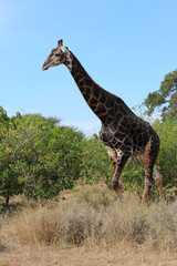Giraffe / Giraffe / Giraffa camelopardalis
