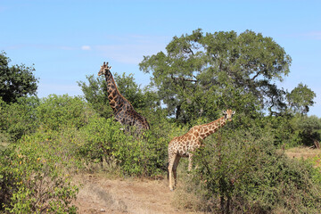Fototapeta premium Giraffe / Giraffe / Giraffa camelopardalis