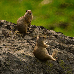 Prairie Dog Tumbling Down