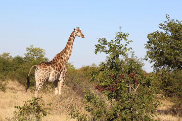 Giraffe / Giraffe / Giraffa camelopardalis