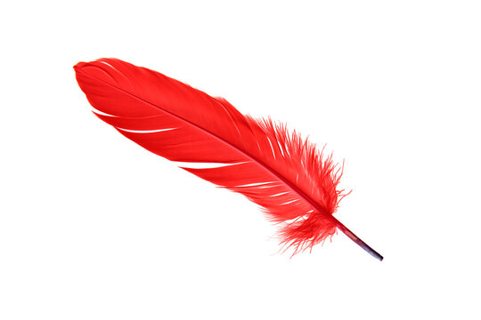 Red Bird Feather Isolated On White Background. 