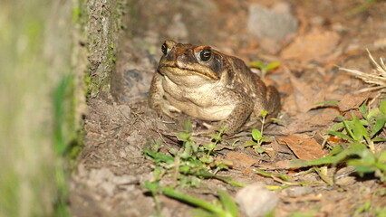 Big toad at night, on a farm in the Intag Valley, outside of Apuela, Ecuador