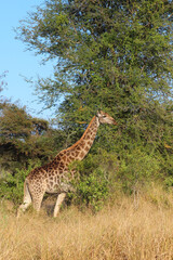 Giraffe / Giraffe / Giraffa camelopardalis