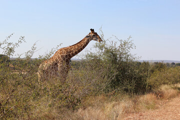 Giraffe / Giraffe / Giraffa camelopardalis
