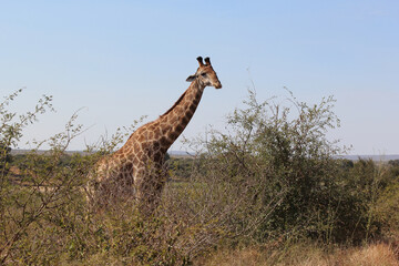 Giraffe / Giraffe / Giraffa camelopardalis