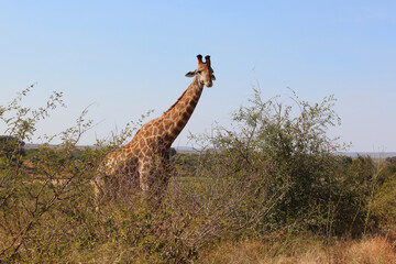 Giraffe / Giraffe / Giraffa camelopardalis