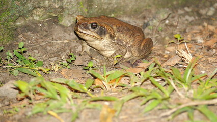 Big toad at night, on a farm in the Intag Valley, outside of Apuela, Ecuador
