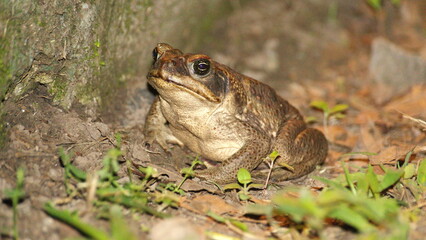 Big toad at night, on a farm in the Intag Valley, outside of Apuela, Ecuador