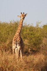 Giraffe / Giraffe / Giraffa camelopardalis