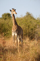 Giraffe / Giraffe / Giraffa camelopardalis