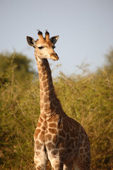 Giraffe / Giraffe / Giraffa camelopardalis
