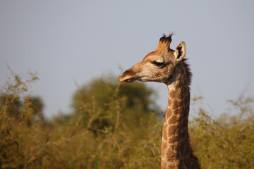 Giraffe / Giraffe / Giraffa camelopardalis