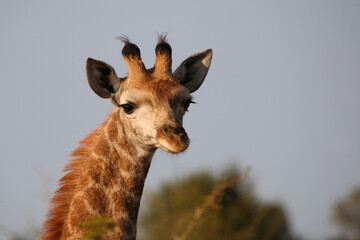 Giraffe / Giraffe / Giraffa camelopardalis