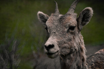 Naklejka na ściany i meble Big Horn Sheep Or A Mountain Goat