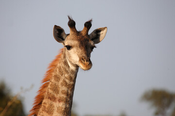 Naklejka premium Giraffe / Giraffe / Giraffa camelopardalis