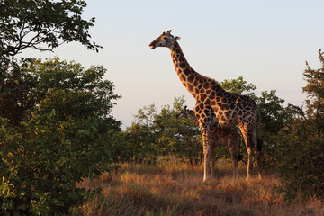 Giraffe / Giraffe / Giraffa camelopardalis