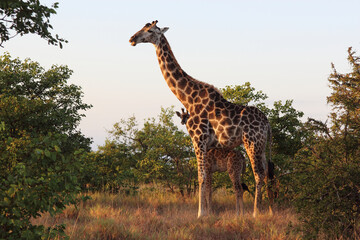 Giraffe / Giraffe / Giraffa camelopardalis