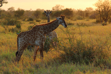 Giraffe / Giraffe / Giraffa camelopardalis