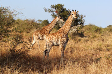 Giraffe / Giraffe / Giraffa camelopardalis