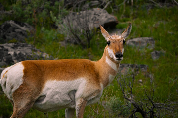Proud Pronghorn