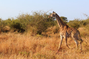 Giraffe / Giraffe / Giraffa camelopardalis