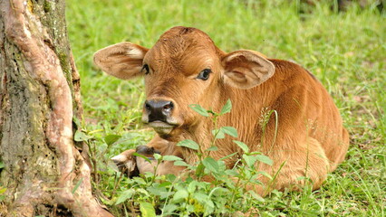 Calf on a farm in the Intag Valley, outside of Apuela, Ecuador