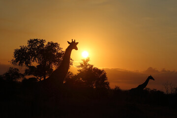 Giraffe / Giraffe / Giraffa camelopardalis