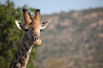 Giraffe / Giraffe / Giraffa Camelopardalis