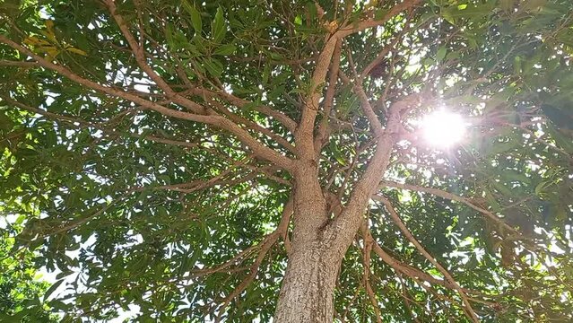 mango tree from bottom view and sun light
