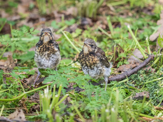 Two fieldfare chicks, Turdus pilaris, have left the nest and are sitting on the spring lawn....