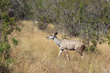 Großer Kudu / Greater kudu / Tragelaphus strepsiceros